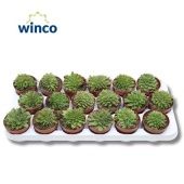 Эхеверия Gilva Cristata d8.5 см h12.5 см