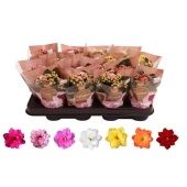 Каланхоэ Rosalina микс d7 см h15 см Каланхоэ Rosalina микс d7 см h15 см