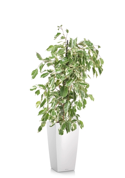 Фикус Бенджамина Голден Кинг пирамида 17/70 см в CUBICO 22