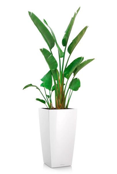 Стрелиция Николай 30/200 в CUBICO 40