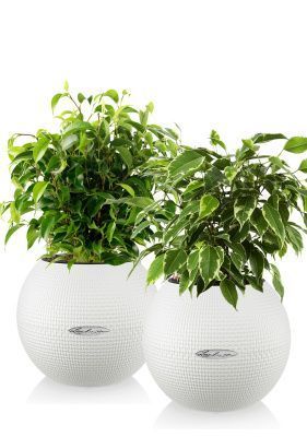 "Набор для дома" Фикусы в PURO 20/40 см, белый (2 шт.)