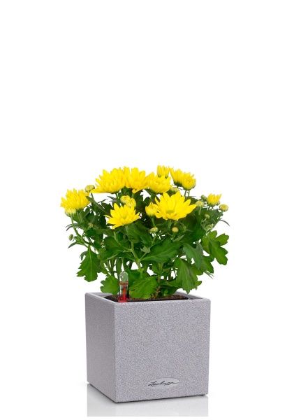 Хризантема микс 12/30 см в CANTO STONE 14