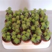 Крассула Перфората денежное дерево d5.5 см h10 см