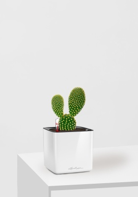 Опунция Мелковолосистая Паллида 6/12 см в CUBE GLOSSY 14