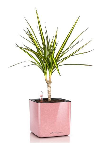 Драцена Маргината Санрей 12/40 см в CUBE Glossy Kiss 14