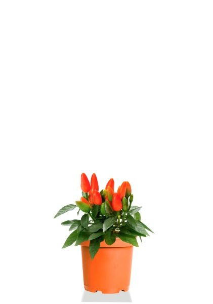 Капсикум микс 10/25 см