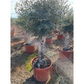 Олива европейская d50 см h180 см Олива европейская d50 см h180 см