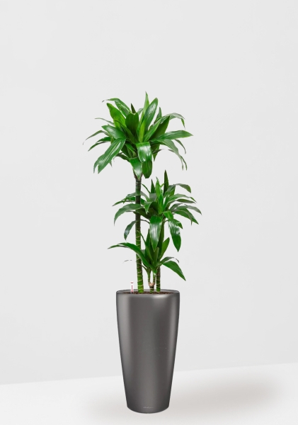 Драцена Джанет Крейг 3 ствола в RONDO 32