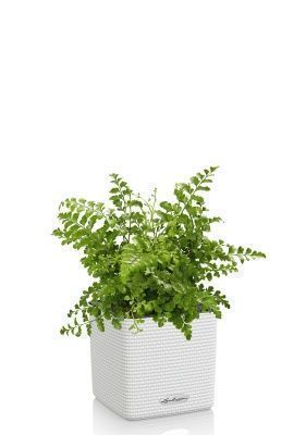 Папоротник Парвати в CUBE COLOR 14, белый Папоротник Парвати в CUBE COLOR 14, белый