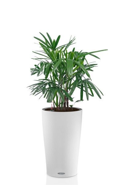 Рапис 21/90 см в CILINDRO 32