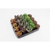 Суккуленты микс Tanz d5.5 см h10 см