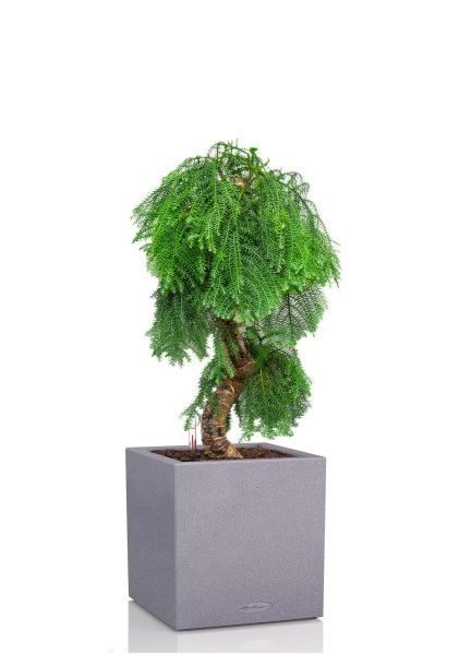 Араукария бонсай 40/110 см в CANTO STONE LOW 40