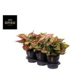 Аглаонема Кримсон Лав "Crimson Love" 19/40 см