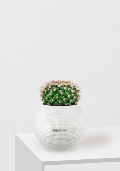 Кактус Маммиллярия Унцината 12/20 см в PURO 20