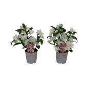 Дендробиум Nobile Apollon Wild 3 ствола белый d12 см h25 см