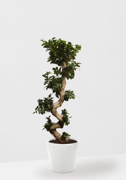 Фикус Микрокарпа Гинсенг 40/130 см в CLASSICO LS 50