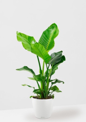 Стрелиция Николай 21/100 см в CLASSICO COLOR 28, белый