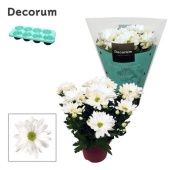 Хризантема Маргарита белая (decorum) d13 см h25 см
