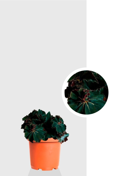 Бегония Рекс Дарк Мамба 12/25 см