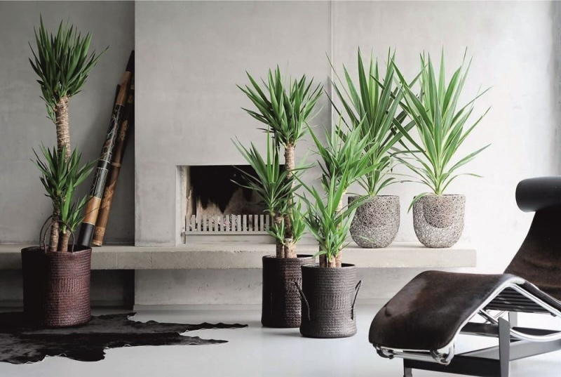 Драцена Песнь Ямайке: офисное растение, которое не требует лишних забот