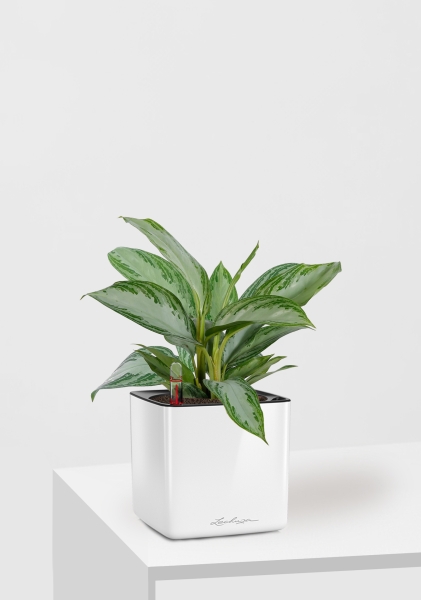 Аглаонема Сильвер Бей 12/35 см в CUBE GLOSSY 14