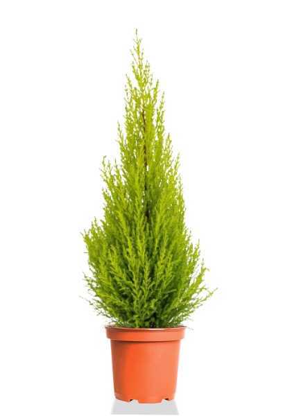 Купрессус d21 см h100 см Купрессус d21 см h100 см