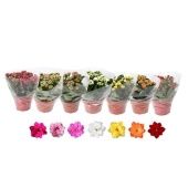 Каланхоэ Rosalina микс d15 см h27.5 см Каланхоэ Rosalina микс d15 см h27.5 см