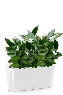 Лавр DELTA 20 /40 см, белый блестящий