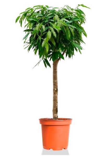 Фикус Биннендийка Амстел Кинг на штамбе d30 см h130 см