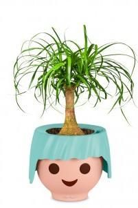 Нолина в OJO 35 см