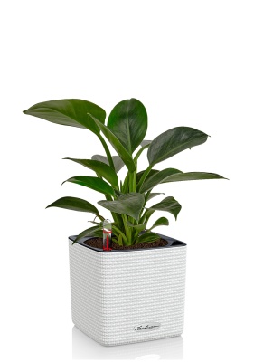 Филодендрон Грин Принцесс 14/45 см в CUBE COLOR 16, белый