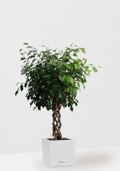 Фикус Бенджамина Экзотика цилиндр 27/120 см в CANTO STONE LOW 30