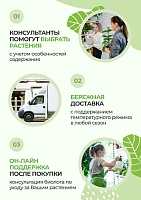 Фуксия 23/40 см Фуксия 23/40 см