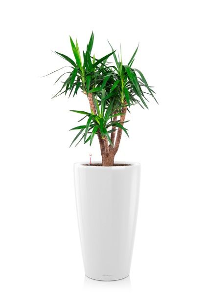 Юкка бранч 31/150 см в RONDO 40