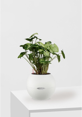 Сингониум Пикси 12/20 см в PURO 20