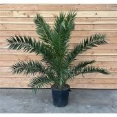 Финик канарский d50 см h210 см