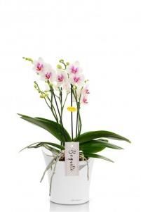 Фаленопсис Монро ORCHIDEA 18/45 см, Белый матовый Фаленопсис Монро ORCHIDEA 18/45 см, Белый матовый