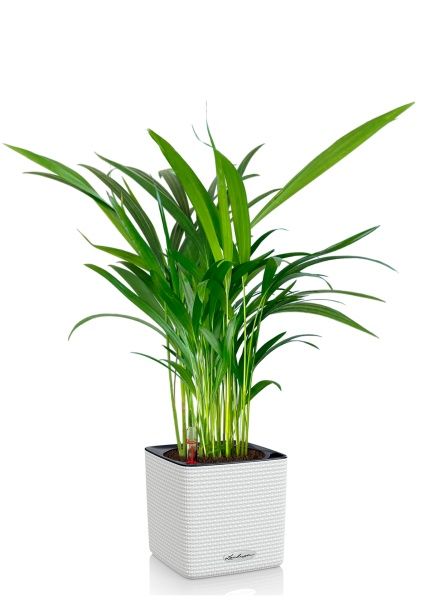 Хризалидокарпус Арека 14/60 в CUBE COLOR 16 Хризалидокарпус Арека 14/60 в CUBE COLOR 16