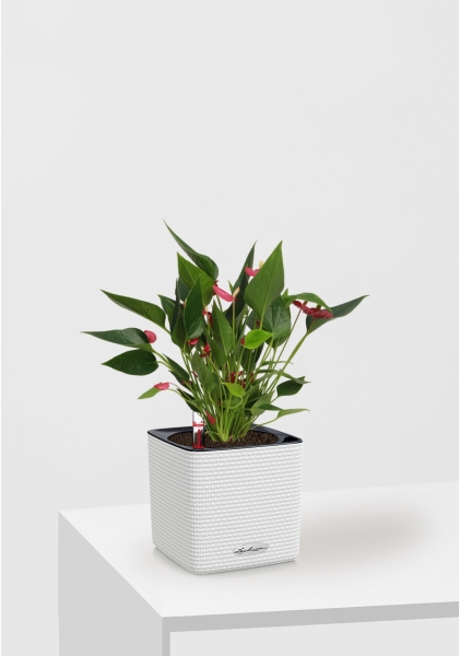 Антуриум многоцветковый 12/40 см в CUBE Color 16