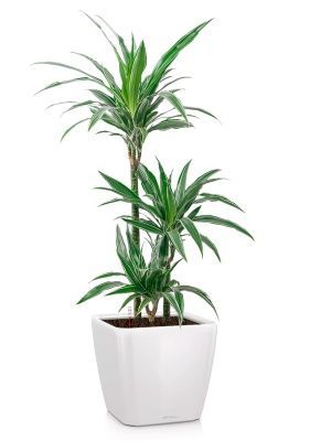 Драцена Варнески 3 ствола 21/110 в QUADRO LS 28, белый блестящий Драцена Варнески 3 ствола 21/110 в QUADRO LS 28, белый блестящий