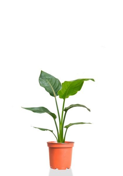 Стрелиция Регина 17/80 см