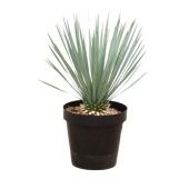 Юкка Рострата d24 см h75 см Юкка Рострата d24 см h75 см