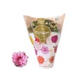 Каланхоэ Rosalina Don Alano Pink Bicolor d12 см h27.5 см Каланхоэ Rosalina Don Alano Pink Bicolor d12 см h27.5 см