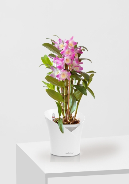 Орхидея Дендробиум розовый в ORCHIDEA 18