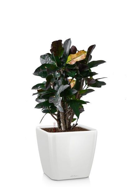 Кротон (Кодиеум) Вилма 17/70 см в QUADRO LS 21