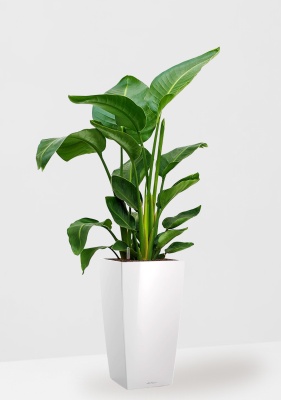 Стрелиция Николай 24/120 см в CUBICO 30, белый блестящий