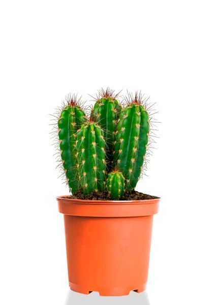 Кактус Неораймондия Герцога 12/20 см