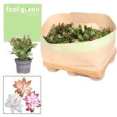 Шлюмбергера (декабрист) Микс Feel Green (decorum) d10.5 см h20 см