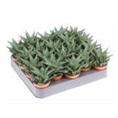 Хавортия лимифолия d5.5 см h10 см тип 2