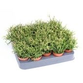 Рипсалис Клавата d5.5 см h10 см